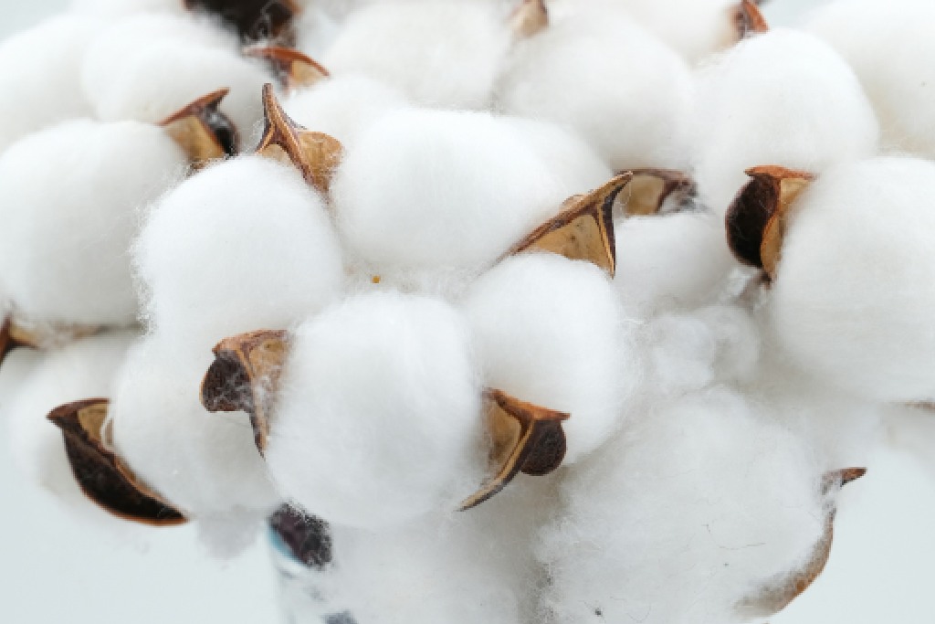 Cotton Fiber: Physical And Chemical Properties Of Cotton