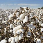 Top 10 Cotton Producing Countries In The World