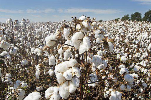 Cotton Producing Countries