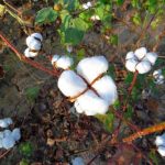 Top 10 Cotton Importers In The World