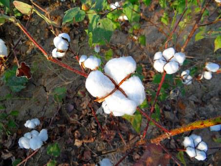 Cotton Importers