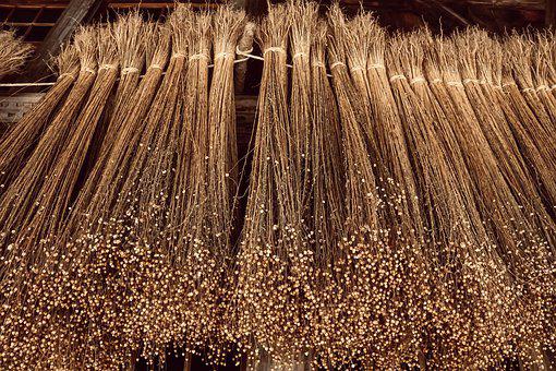 Flax Plant Cultivation